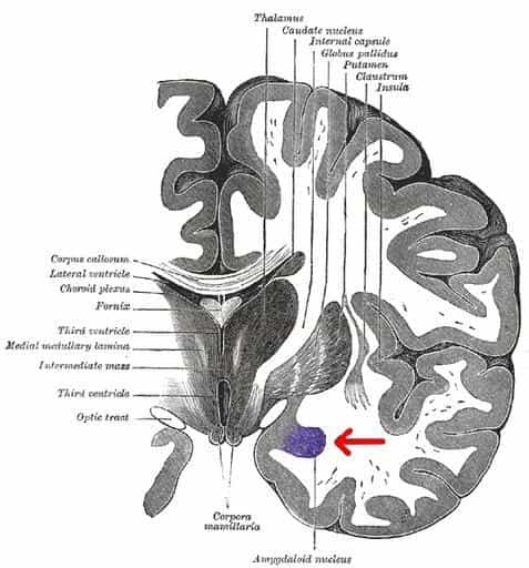 amígdala cerebral