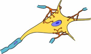 la neurona
